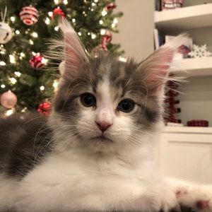 Meet your Posher, Nikki